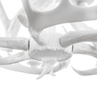 Люстра "Рога" 6хЕ14 40Вт белый 65х65х40-130 см BayerLux - Фото 6