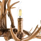 Люстра "Рога" 8хЕ14 40Вт коричневый 82х82х40-130 см BayerLux - Фото 8