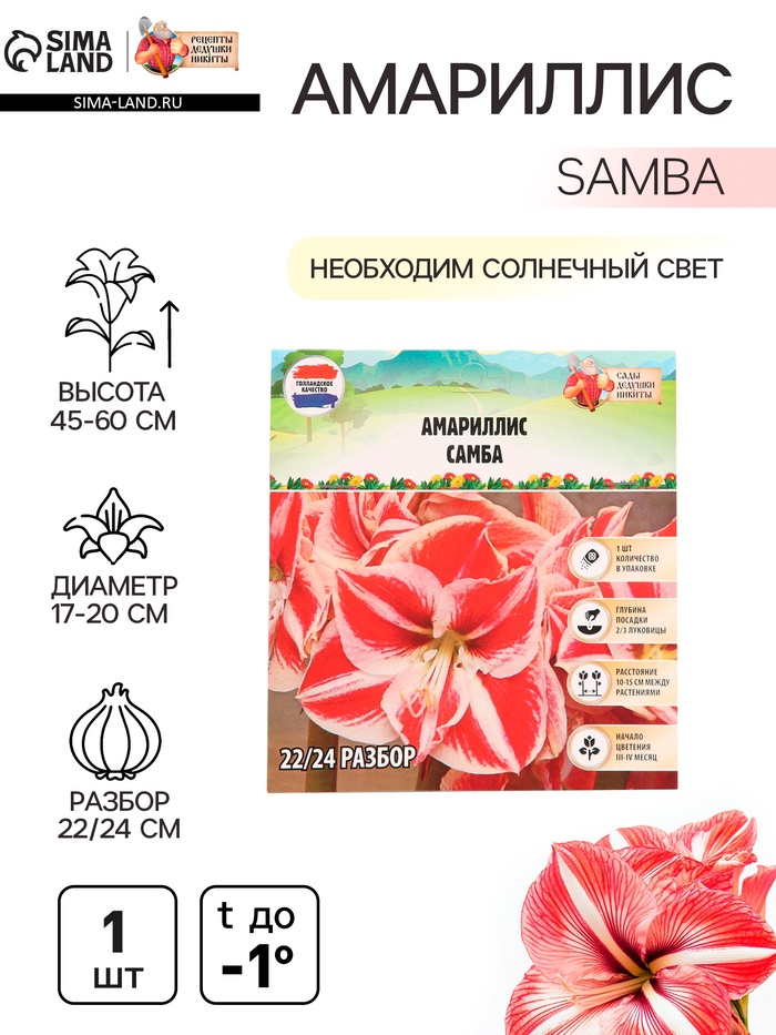 Амариллис Samba, многолетник, луковица, р-р 22/24, 1 шт. - Фото 1