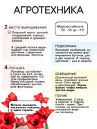 Амариллис Samba, многолетник, луковица, р-р 22/24, 1 шт. 9513294 - фото 4334840
