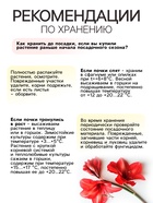 Амариллис Samba, многолетник, луковица, р-р 22/24, 1 шт. 9513294 - фото 4334841