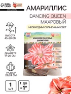 Амариллис Махровый Dancing Queen, многолетник, луковица, р-р 22/24, 1 шт. - Фото 1