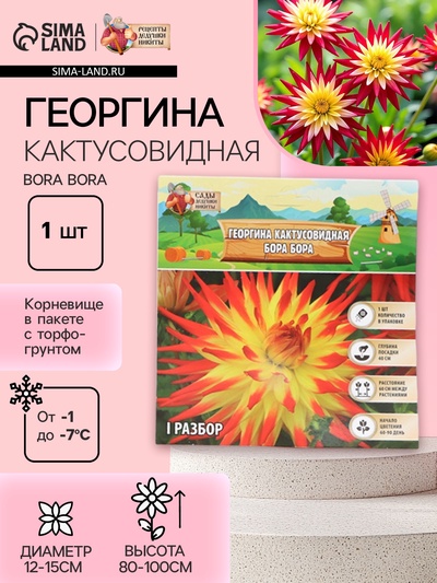 Георгина Кактусовидная BORA BORA, клубнелуковица в упаковке, р-р I, 1 шт.