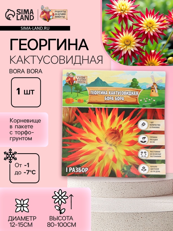 Георгина Кактусовидная BORA BORA, клубнелуковица в упаковке, р-р I, 1 шт. - Фото 1