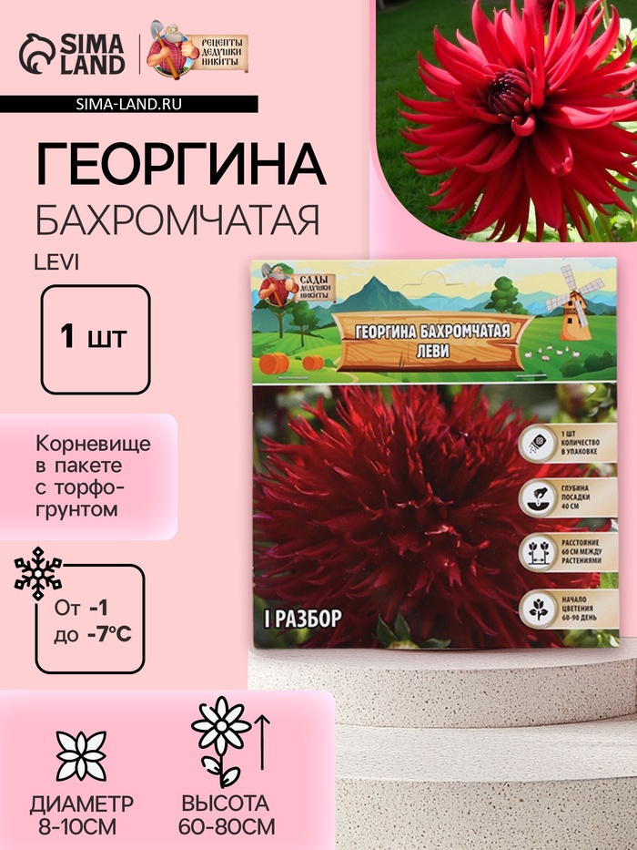 Георгина Бахромчатая LEVI, клубелуковица в упаковке, р-р I, 1 шт. - Фото 1