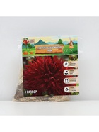 Георгина Бахромчатая LEVI, клубелуковица в упаковке, р-р I, 1 шт. - Фото 5