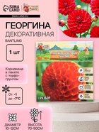 Георгина Декоративная BANTLING, клубнелуковица в упаковке, р-р I, 1 шт. - Фото 1