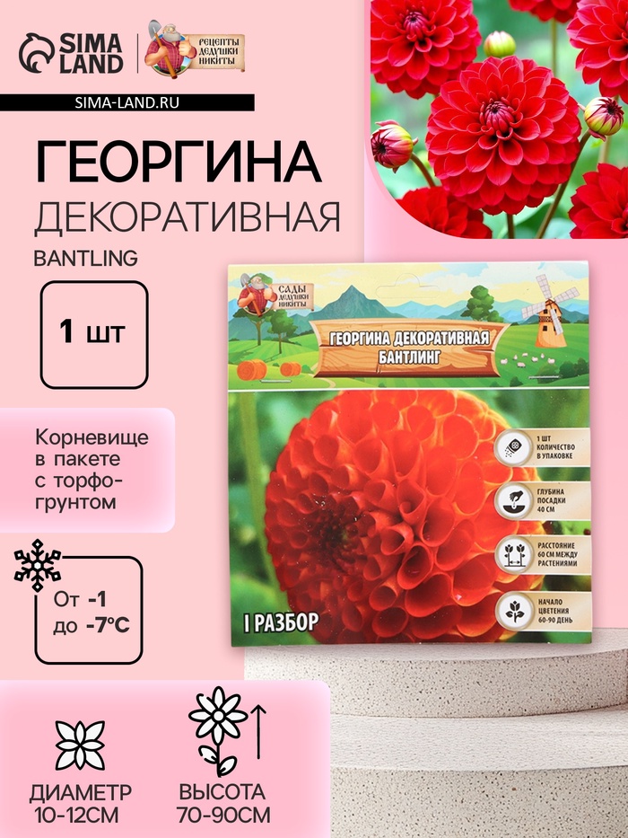 Георгина Декоративная BANTLING, клубнелуковица в упаковке, р-р I, 1 шт. - Фото 1