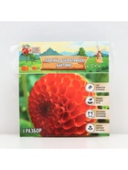 Георгина Декоративная BANTLING, клубнелуковица в упаковке, р-р I, 1 шт. - Фото 5