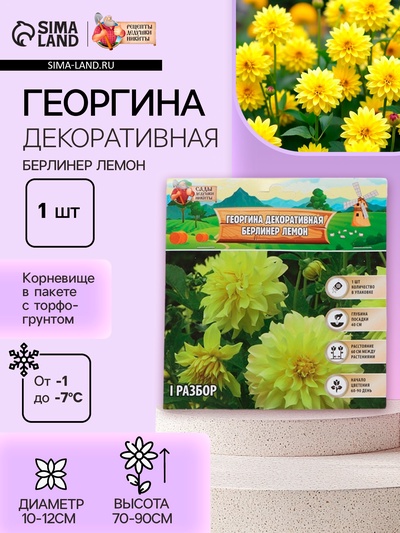 Георгина Декоративная BERLINER LEMON, клубнелуковица в упаковке, р-р I, 1 шт.