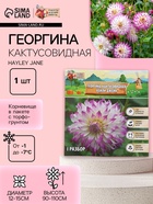 Георгина Кактусовидная HAYLEY JANE, клубнелуковица в упаковке, р-р I, 1 шт. - Фото 1