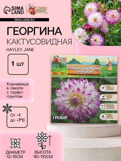 Георгина Кактусовидная HAYLEY JANE, клубнелуковица в упаковке, р-р I, 1 шт.