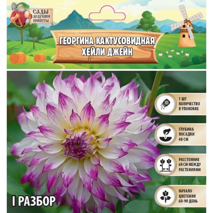 Георгина Кактусовидная HAYLEY JANE, клубнелуковица в упаковке, р-р I, 1 шт. - Фото 1