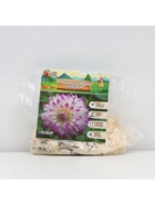 Георгина Кактусовидная HAYLEY JANE, клубнелуковица в упаковке, р-р I, 1 шт. - Фото 5