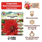 Георгина Кактусовидная "RED PYGMY" , р-р I, 1 шт, Весна 2023 9513314 - фото 10263423