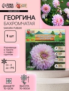 Георгина Бахромчатая SAKURA FUBUKI, клубнелуковица в упаковке, р-р I, 1 шт. - Фото 1