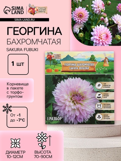 Георгина Бахромчатая SAKURA FUBUKI, клубнелуковица в упаковке, р-р I, 1 шт.
