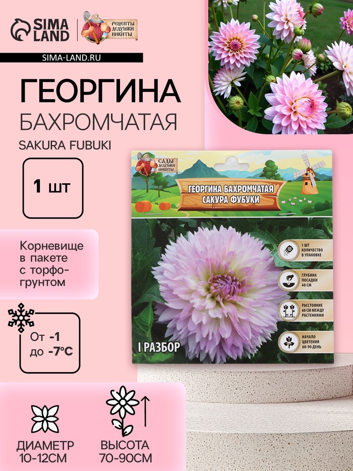 Георгина Бахромчатая SAKURA FUBUKI, клубнелуковица в упаковке, р-р I, 1 шт. - Фото 1