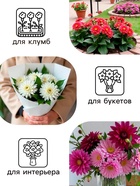 Георгина Бахромчатая SAKURA FUBUKI, клубнелуковица в упаковке, р-р I, 1 шт. - Фото 2