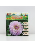 Георгина Бахромчатая SAKURA FUBUKI, клубнелуковица в упаковке, р-р I, 1 шт. - Фото 5