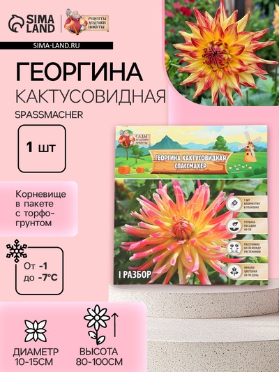 Георгина Кактусовидная SPASSMACHER, клубнелуковица в упаковке, р-р I, 1 шт.