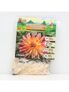 Георгина Кактусовидная SPASSMACHER, клубнелуковица в упаковке, р-р I, 1 шт. - Фото 5