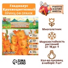 Гладиолус Крупноцветковый "Prince of Orange", р-р 8/10, 7 шт , 9513336 - фото 317938820