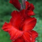 Гладиолус Крупноцветковый "Rosiebee Red", р-р 10/12, 7 шт , Весна 2023 - Фото 2
