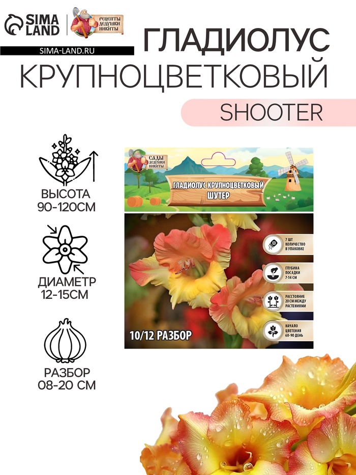 Гладиолус Крупноцветковый "Shooter", р-р 8/10, 7 шт , - Фото 1