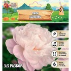 Пион "Gardenia", р-р 3/5, 1 шт, Весна 2024 - фото 321623290