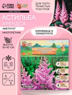 Астильба Арендса Amethyst многолетник, корневище в торфогрунте, р-р II, 2 шт. - Фото 1