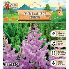 Астильба Арендса "Amethyst" р-р II, 2 шт, Весна 2024 9513348