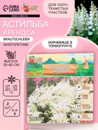 Астильба Арендса Brautschleierмноголетник, корневище в торфогрунте р-р II, 2 шт. - Фото 1