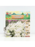 Астильба Арендса Brautschleierмноголетник, корневище в торфогрунте р-р II, 2 шт. - Фото 5