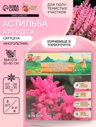 Астильба Арендса Cattleya многолетник, корневище в торфогрунте, р-р II, 2 шт. - Фото 1