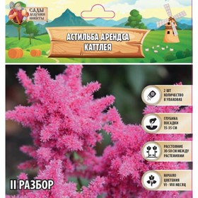 Астильба Арендса "Cattleya" р-р II, 2 шт, Весна 2024 9513350