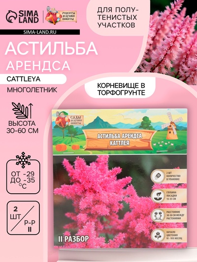 Астильба Арендса Cattleya многолетник, корневище в торфогрунте, р-р II, 2 шт.