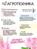 Астильба Арендса Cattleya многолетник, корневище в торфогрунте, р-р II, 2 шт. 9513350 - фото 4334979