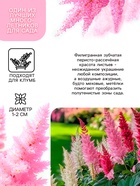 Астильба Арендса Diamant многолетник, корневище в торфогрунте, р-р II, 2 шт. - Фото 2