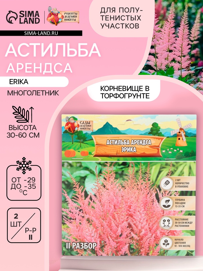 Астильба Арендса Erika многолетник, корневище в торфогрунте, р-р II, 2 шт. - Фото 1