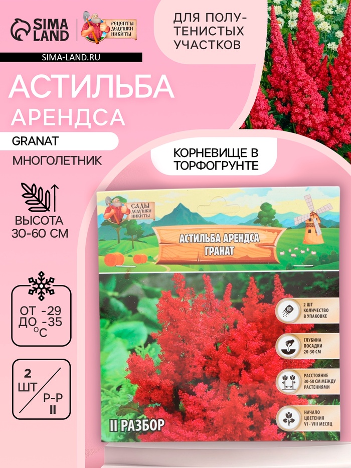 Астильба Арендса Granatмноголетник, корневище в торфогрунте, р-р II, 2 шт. - Фото 1