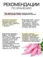 Астильба Арендса Granatмноголетник, корневище в торфогрунте, р-р II, 2 шт. - Фото 4