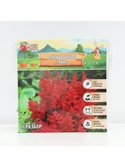 Астильба Арендса Granatмноголетник, корневище в торфогрунте, р-р II, 2 шт. - Фото 5