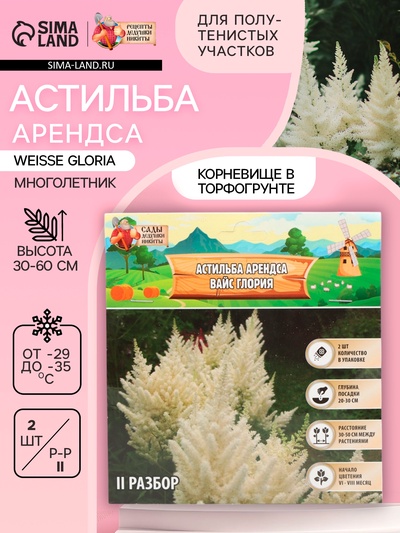 Астильба Арендса Weisse Gloria многолетник, корневище в торфогрунте, р-р II, 2 шт.