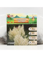 Астильба Арендса Weisse Gloria многолетник, корневище в торфогрунте, р-р II, 2 шт. - Фото 5