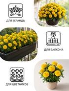 Семена Цветов Бархатцы «Тайшань желтый», 5 шт. - Фото 3