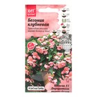 Семена Цветов Бегония "Шансон Двухцветная", 5 шт - Фото 1