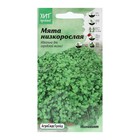 Семена Мята "для выращивания в контейнере", 3 шт - Фото 1