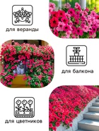 Семена Цветов Петуния "Тайдал Вейв Пурпл", 5 шт - Фото 3