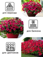 Семена Цветов Петуния "Тайдал Вейв Ред Велюр", 5 шт - Фото 3